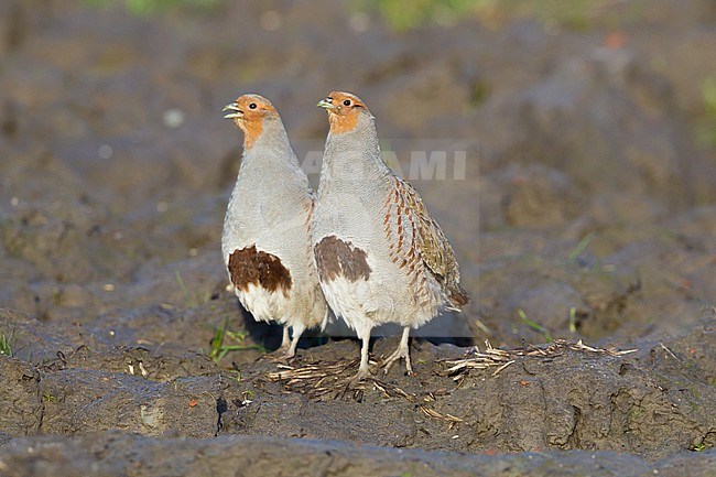 Grey Partridge, Perdix perdix family flock at agriculture field created for birds. Two birds front view, one calling. stock-image by Agami/Menno van Duijn,