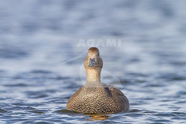 Krakeend; Gadwall; Anas strepera wintering ducks on lake during frost period stock-image by Agami/Menno van Duijn,