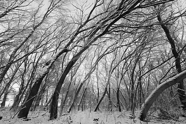 Winters landschap, Winter landscape stock-image by Agami/Rob de Jong,