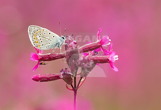 Icarusblauwtje op roze bloem, Common Blue on pink flower stock-image by Agami/Rob de Jong,