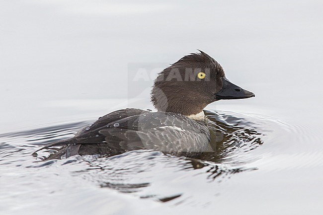 Common Goldeneye (Bucephala clangula), adult female swimming in the water stock-image by Agami/Saverio Gatto,