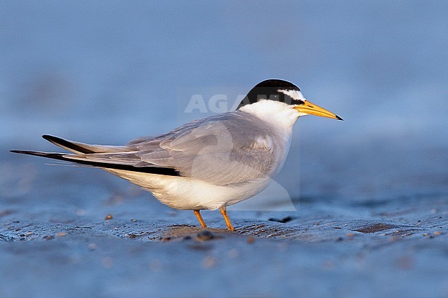Adult breeding 
Galveston Co., TX 
April 2010 stock-image by Agami/Brian E Small,