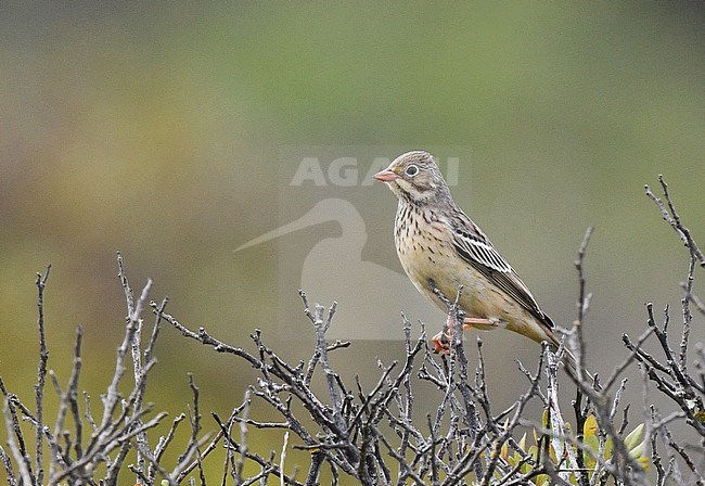 Ortolan Bunting (Emberiza hortulana) during autumn migration in Portugal. stock-image by Agami/Laurens Steijn,