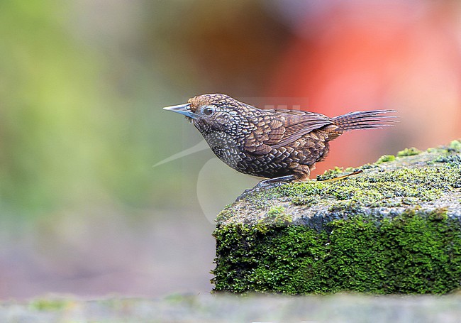 Cachar Wedge-billed Babbler (Stachyris roberti) in Northeast India. stock-image by Agami/Dani Lopez-Velasco,