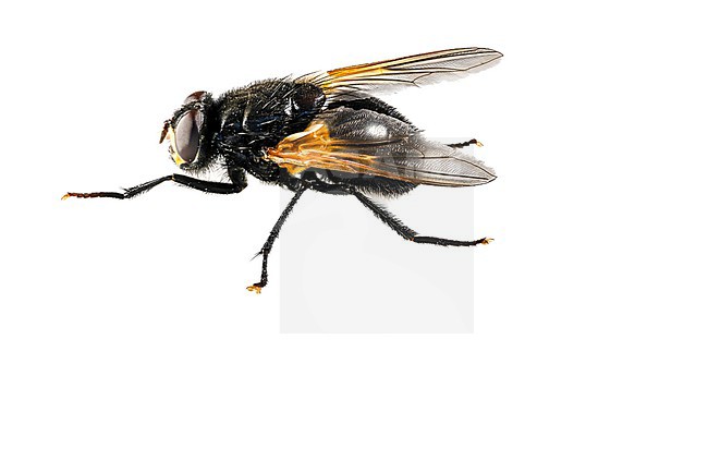 Noon Fly, Mesembrina meridiana stock-image by Agami/Wil Leurs,