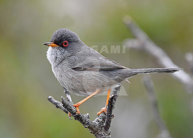 The Balearic Warbler is an endemic bird and lives only at Mallorca and Ibiza (Spain). The species is related to the Marmora's Warbler, which lives at Corsica and Sardinia. stock-image by Agami/Eduard Sangster,