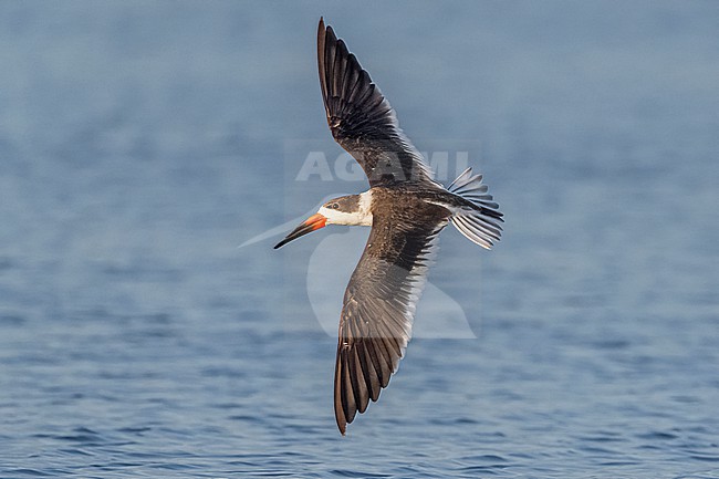Black Skimmer (Rynchops niger) flying over water in Florida USA. stock-image by Agami/Marcel Burkhardt,