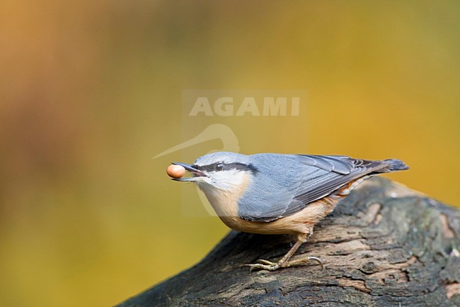 Boomklever met pinda op boomstronk Nederland, Eurasian Nuthatch with peanut at tree stub Netherlands stock-image by Agami/Wil Leurs,