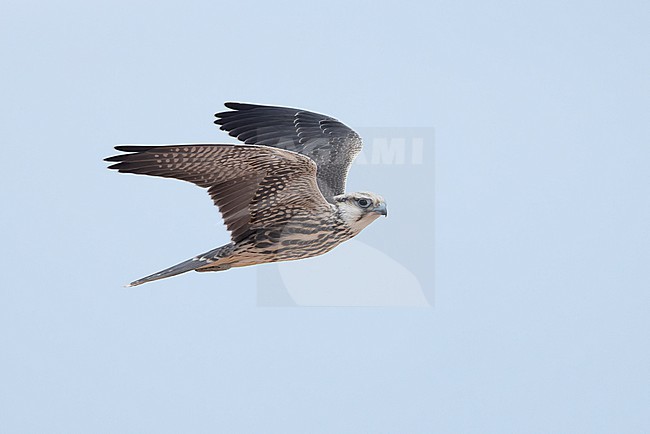 Lanner Falcon (Falco biarmicus erlangeri) in flight. stock-image by Agami/David Monticelli,