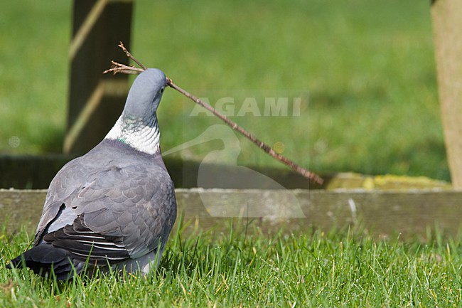 Houtduif met nest materiaal Nederland, Wood Pigeon with nesting material Netherlands stock-image by Agami/Wil Leurs,