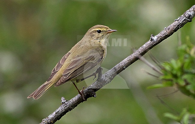 Iberian Chiffchaff (Phylloscopus ibericus) during spring in Spain. Seen from the side. stock-image by Agami/Dani Lopez-Velasco,