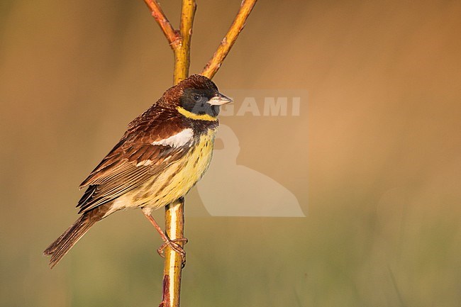 Adult male Yellow-breasted Bunting (Emberiza aureola aureola) in the Baikal in Russia. stock-image by Agami/Ralph Martin,