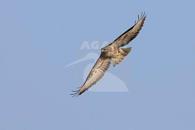 Common Buzzard flying; Buizerd vliegend stock-image by Agami/Daniele Occhiato,