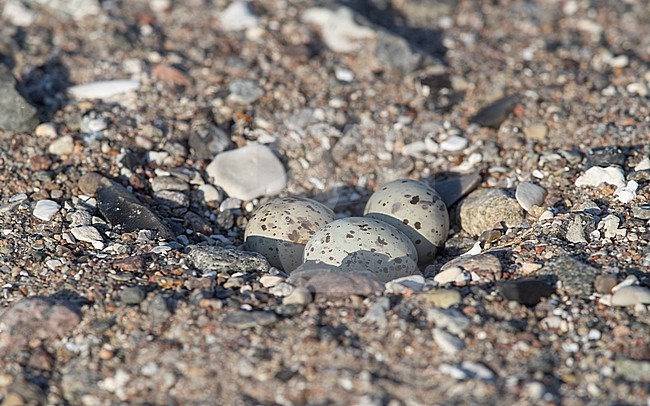Little Tern (Sternula albifrons albifrons) nest with eggs at beach  in Vestsjælland, Denmark stock-image by Agami/Helge Sorensen,