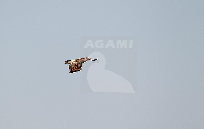 Yellow-shafted Northern Flicker (Colaptes auratus luteus) migrating over Higbee Beach, Cape May, New Jersey, USA. stock-image by Agami/Helge Sorensen,