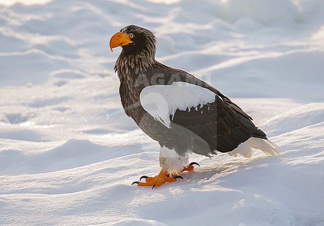 Steller's Sea Eagle, Haliaeetus pelagicus, wintering at Rauso, Hokkaido, Japan. stock-image by Agami/Pete Morris,