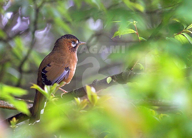 Moustached laughingthrush (Ianthocincla cineracea) perched in a tree stock-image by Agami/Pete Morris,
