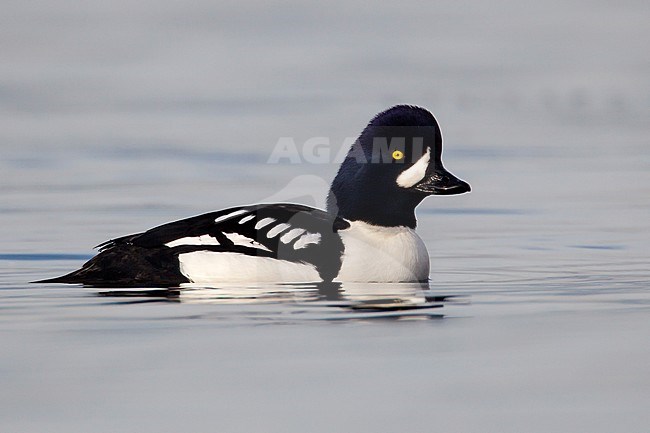 Adult male
Vancouver, B.C., Canada
January 2013 stock-image by Agami/Brian E Small,