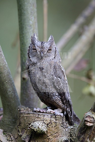 Dwergooruil zittend, Eurasian Scops-Owl perched stock-image by Agami/Chris van Rijswijk,