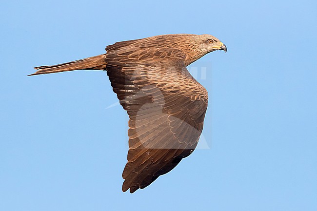 Black Kite (Milvus migrans), adult in flight stock-image by Agami/Saverio Gatto,
