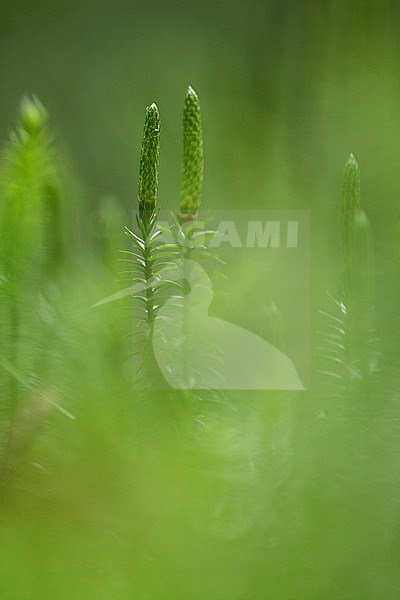 Interrupted Clubmoss, Spinulum annotinum stock-image by Agami/Wil Leurs,