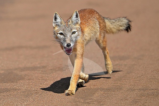 Corsac fox (Vulpes corsac) during autumn migration in Mongolia. stock-image by Agami/Dani Lopez-Velasco,