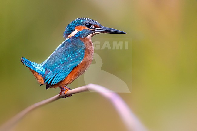 Common Kingfisher, Alcedo atthis, in Italy. stock-image by Agami/Daniele Occhiato,