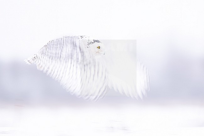 Snowy Owl (Bubo scandiacus) in snow covered landscape in Ontario Canada. stock-image by Agami/Marcel Burkhardt,