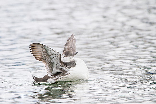 Zeekoet, Common Guillemot, Uria aalga winter plumage swimming stock-image by Agami/Menno van Duijn,
