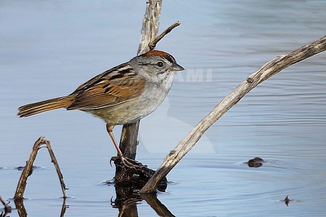 Adult breeding plumaged Swamp Sparrow (Melospiza georgiana) on the arctic tundra of Churchill, Manitoba province in Canada. stock-image by Agami/Brian E Small,