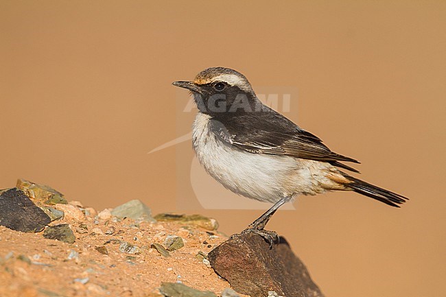Red-rumped Wheatear - Fahlbürzel-Steinschmätzer - Oenanthe moesta, Morocco, adult male stock-image by Agami/Ralph Martin,