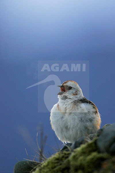 Sneeuwgors mannetje zingend op rots; Snow Bunting male singing on rock stock-image by Agami/Menno van Duijn,