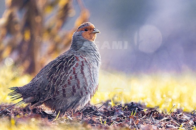 Male Grey Partridge (Perdix perdix italica) in Italy. stock-image by Agami/Daniele Occhiato,