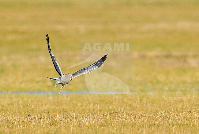 Hen Harrier (Circus cyaneus) flying over agricultural fields in the Netherlands. stock-image by Agami/Hans Gebuis,