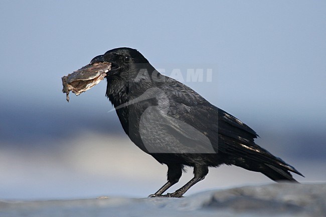 Zwarte Kraai, Carrion Crow, Corvus corone stock-image by Agami/Bas Haasnoot,