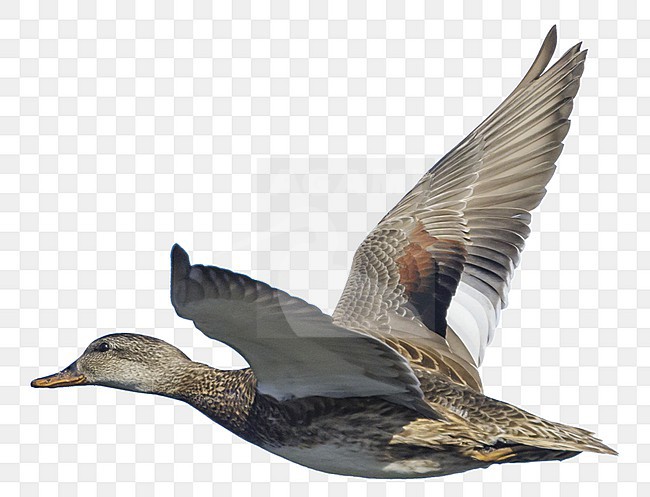 Adult female Gadwall, Mareca strepera.
Orange County, California, USA. stock-image by Agami/Brian E Small,