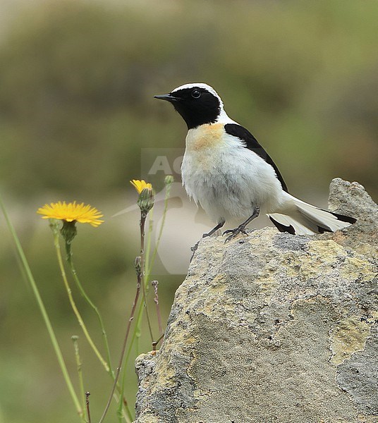 Male Eastern Black-eared Wheatear ( Oenanthe melanoleuca) perched on a rock on the Greek island of Lesvos. stock-image by Agami/Jacques van der Neut,