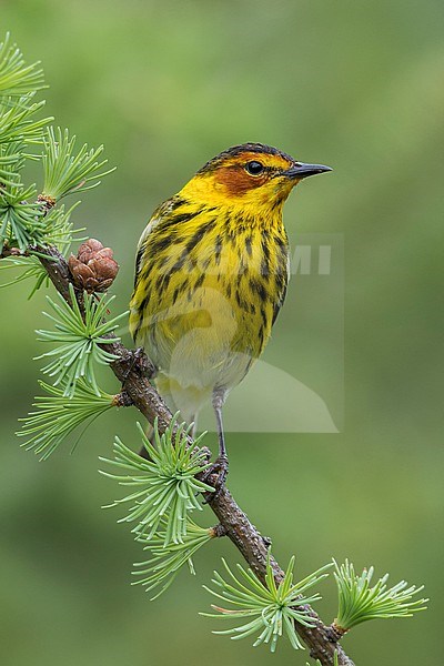 Cape May Warbler (Dendroica tigrina) perched on a branch in Ontario, Canada stock-image by Agami/Glenn Bartley,