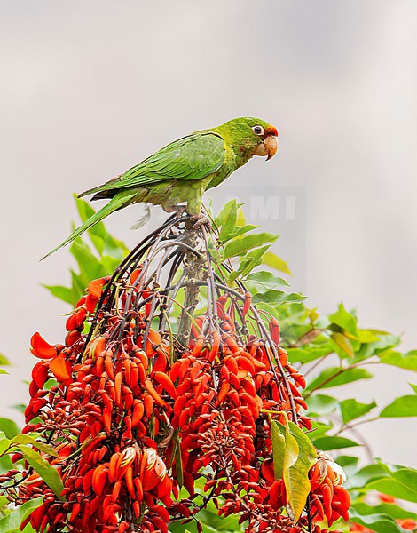 Mitred Parakeet (Psittacara mitratus mitratus) (subspecies) perched on top of a branch with red flowers in Cusco, Peru, South-America. stock-image by Agami/Steve Sánchez,