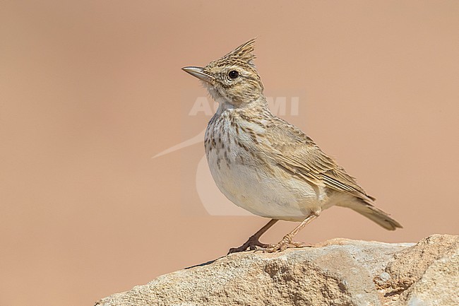 Thekla Lark (Galerida theklae ruficolor) perched on a rock stock-image by Agami/Daniele Occhiato,