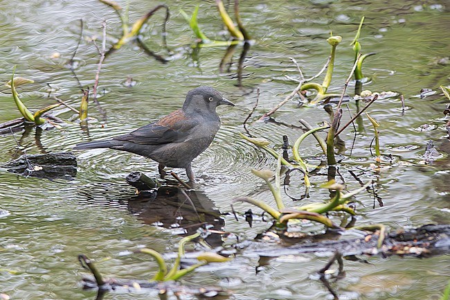 A Rusty blackbird is seen foraging in a pond. stock-image by Agami/Jacob Garvelink,