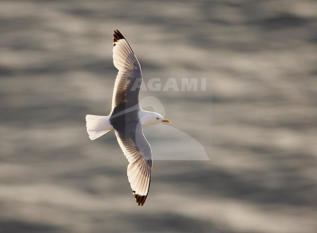 Volwassen Drieteenmeeuw in de vlucht; Adult Black-legged Kittiwake in flight stock-image by Agami/Markus Varesvuo,