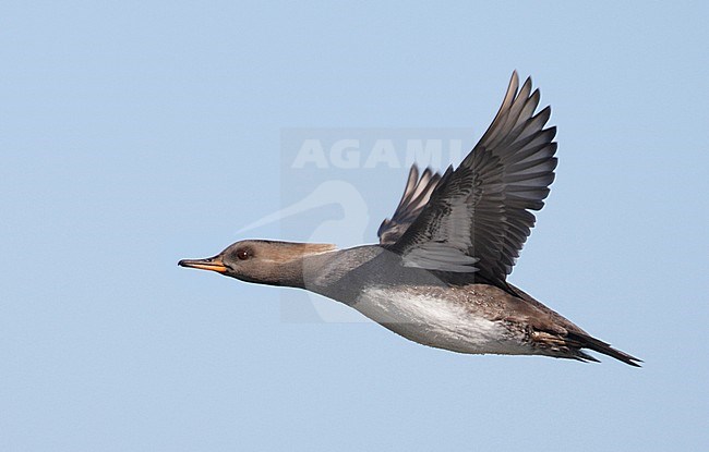 Vrouwtje Kokardezaagbek in vlucht; Female Hooded Merganser in flight stock-image by Agami/Mike Danzenbaker,
