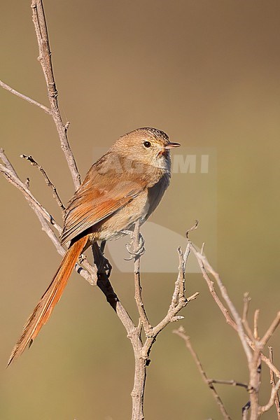 Maquis Canastero (Asthenes heterura) Perched on a branch in Argentina stock-image by Agami/Dubi Shapiro,