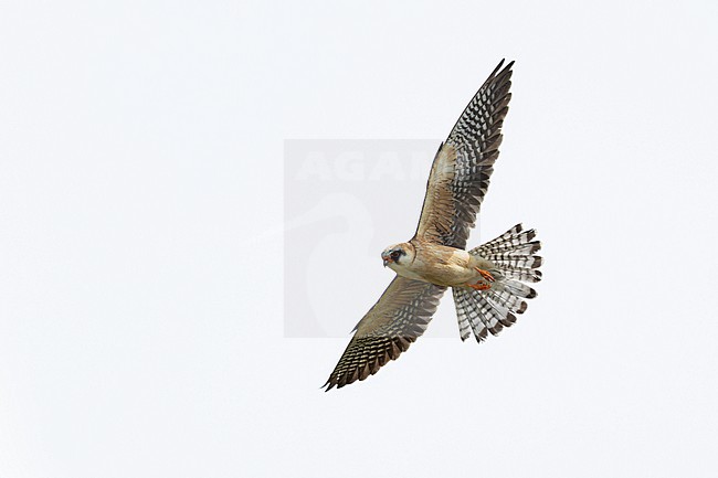 second calendar year female red-footed falcon (Falco vespertinus) in flight stock-image by Agami/Mathias Putze,