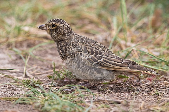 Black Lark; Melanocorypha yeltoniensis stock-image by Agami/Daniele Occhiato,