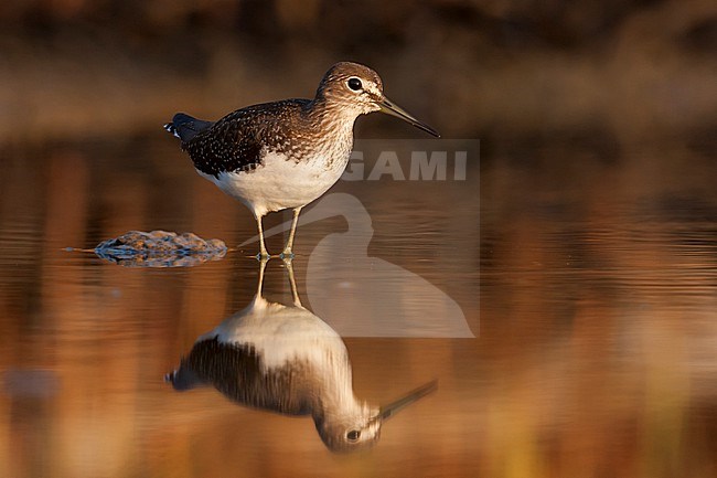 Green Sandpiper - Waldwasserläufer - Tringa ochrupos, Greece, 1st cy stock-image by Agami/Ralph Martin,