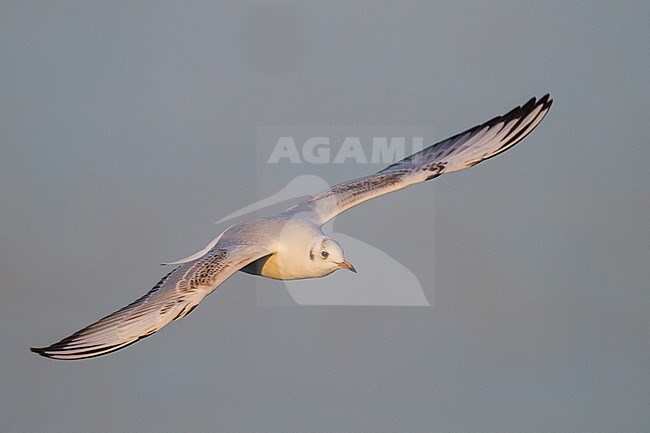 Black-headed Gull - Lachmöwe - Larus ridibundus, Germany, 1st cy stock-image by Agami/Ralph Martin,