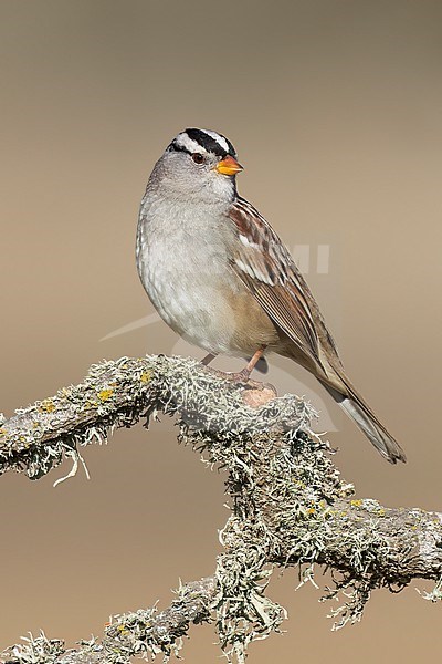 Adult 
Santa Barbara Co., CA
November 2022 stock-image by Agami/Brian E Small,