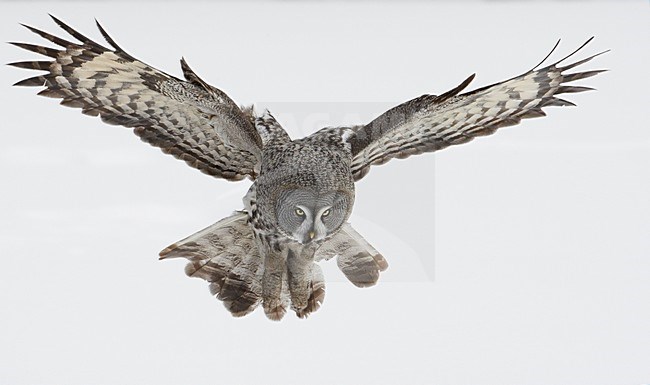 Laplanduil vliegend; Great Grey Owl flying stock-image by Agami/Markus Varesvuo,